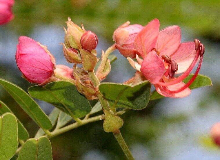 25 Cassia roxburghii Seeds, Rose Shower Tree Seeds, Red Cassia Seeds
