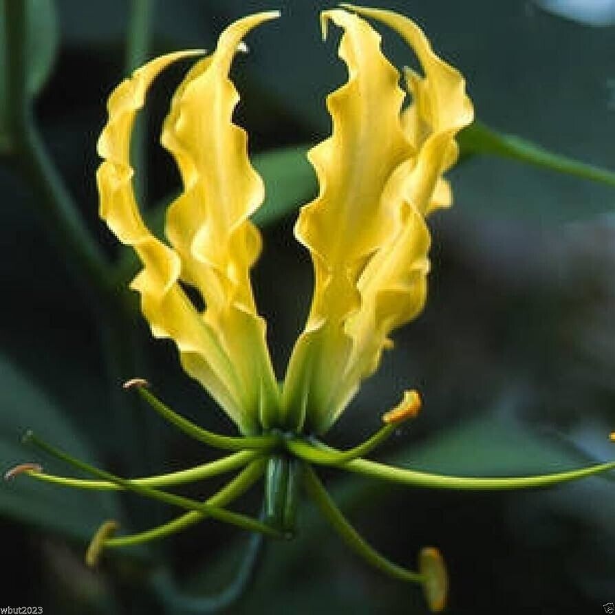 25 Gloriosa Lutea Seeds, Gloriosa Lily, Climbing Lily, Flame Lily , Yellow Lily