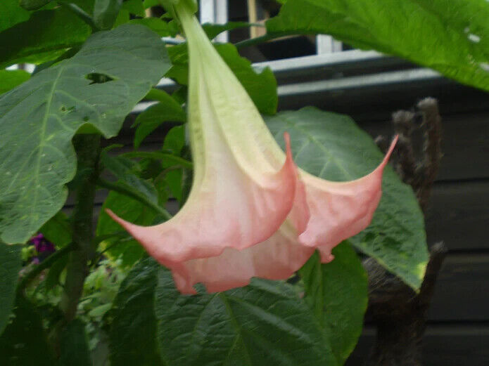 25 Brugmansia suaveolens Seeds ,Pink Angel's Trumpet Flower Seeds, Exotic Shrub