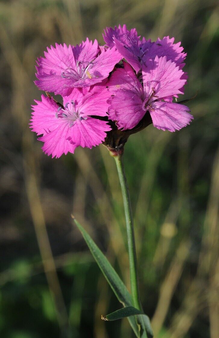 25 Dianthus carthusianorum Seeds, Carthusian Pink  Seeds, Straw flowers Seeds