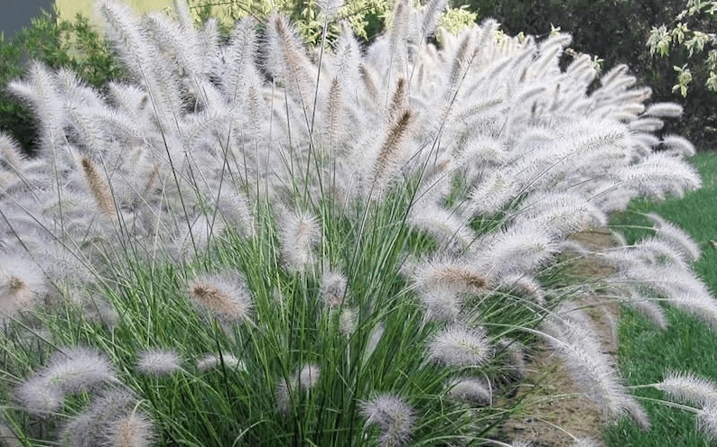 Pennisetum setaceum deals