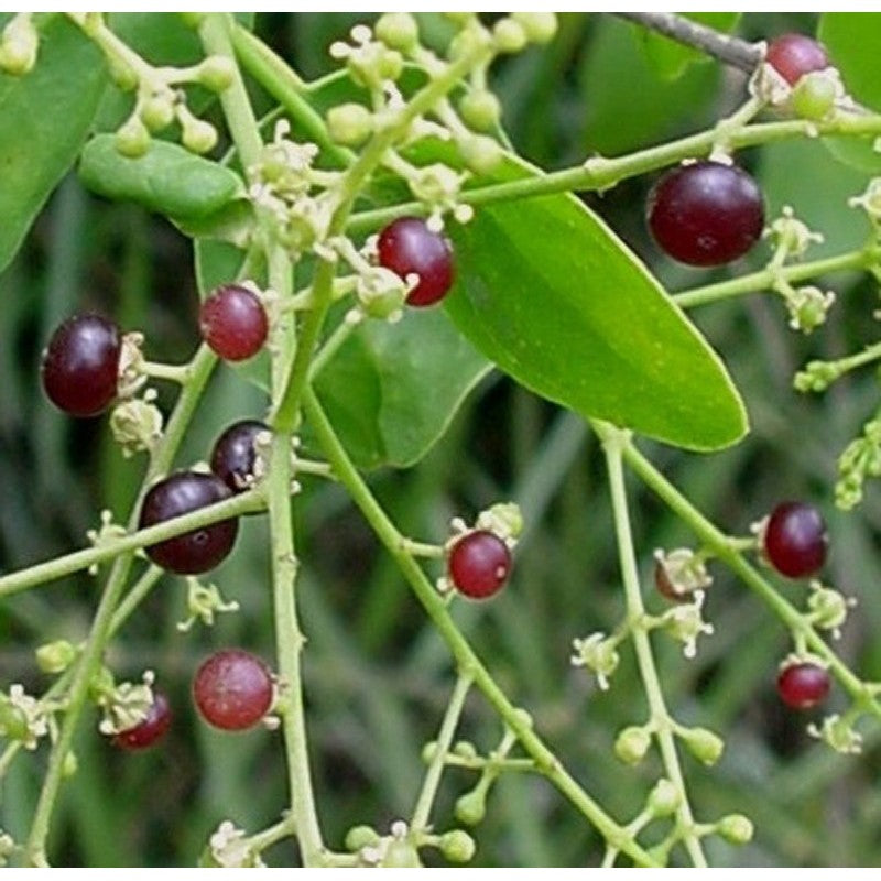 Grow the Best Mustard Trees Salvadora persica Plants, Arak Tree