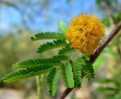 How to Successfully Plant and Care for River Acacia Seeds