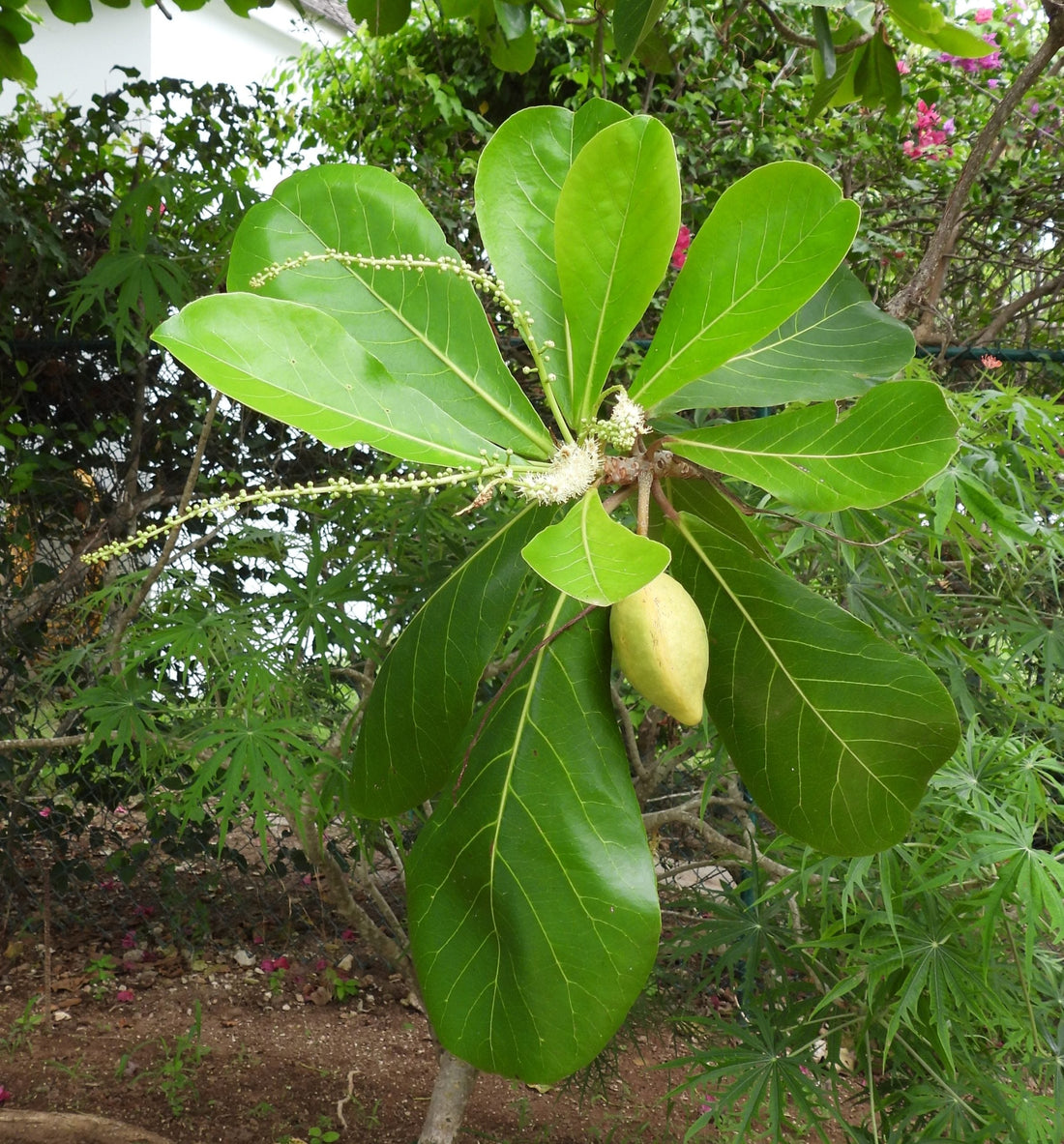 Terminaria Grow Terminalia catappa , Indian almond,Tropical almond Plants
