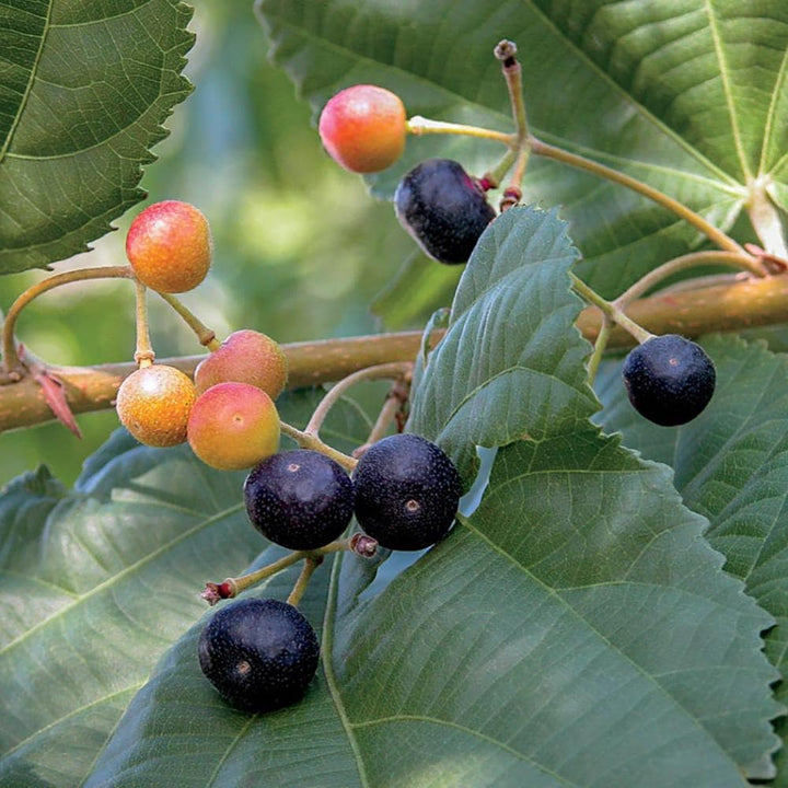 Why Falsa Fruit is Superfood You Need in Your L...