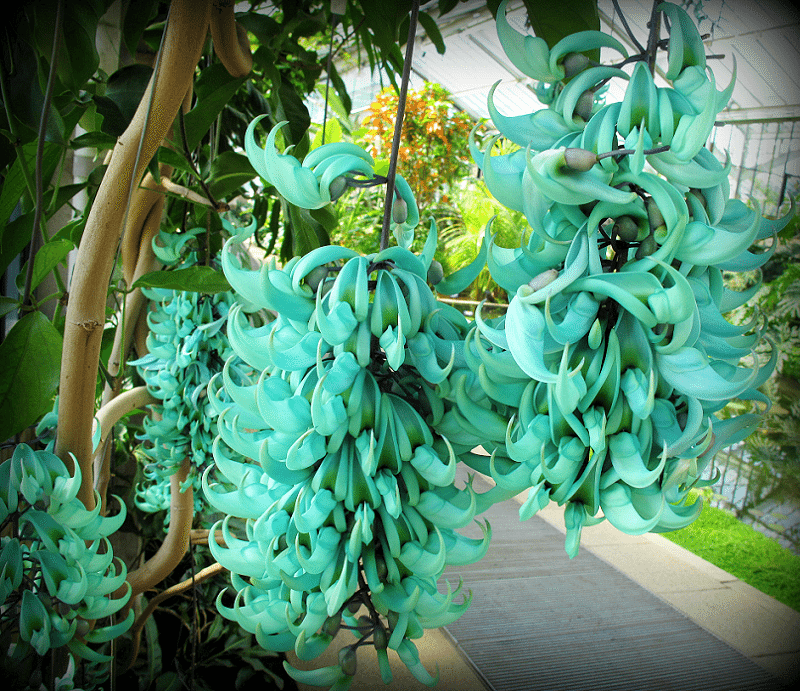 5 Strongylodon macrobotrys Plants  , Emerald vine Plant  ,Turquoise jade vine Plant , With  Phytosanitary certificate