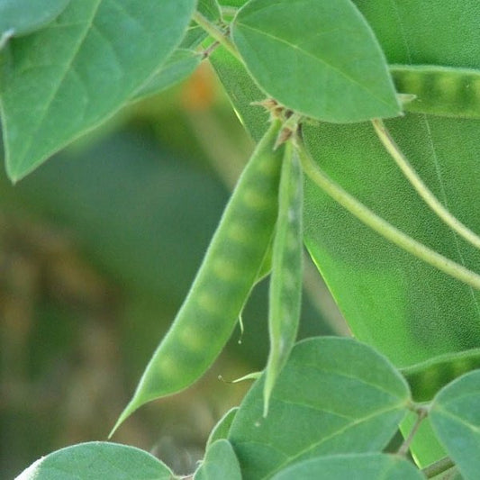 25 Dolichos biflorus Seeds , Pea Vine Seeds, Hyacinth bean Seeds, Non Gmo Seeds