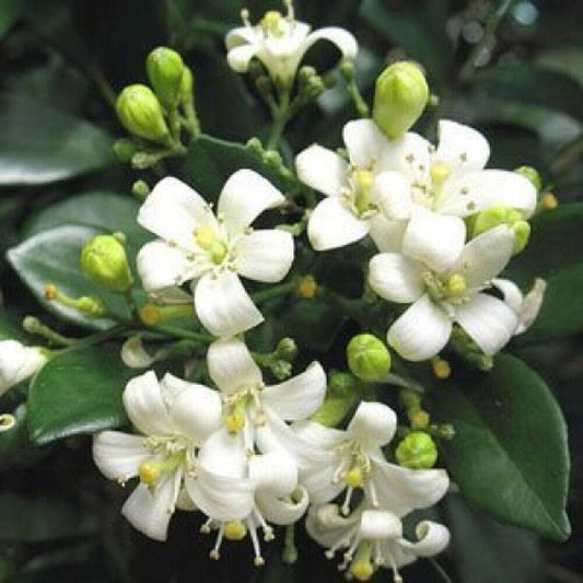 5 Murraya Exotica Plants ,Murraya paniculata Plants ,Orange jasmine Plants. With Phytosanitary certificates & Shipping Worldwide