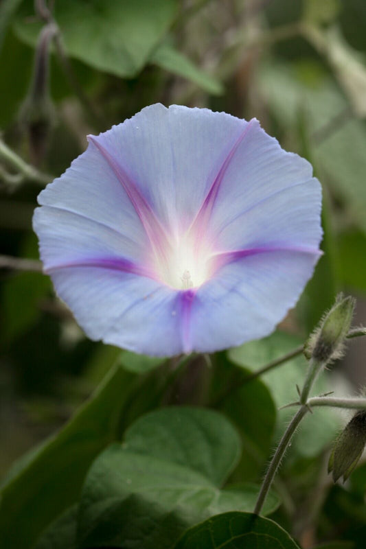 10 Ipomoea purpurea Dacapo Light Blue, Exotic Vine Climber