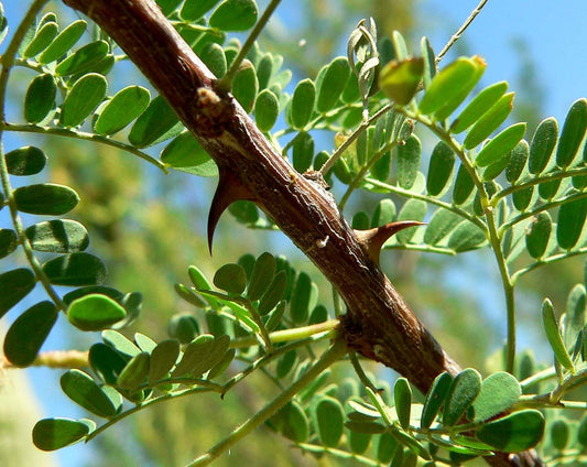 100 Vachellia nubica Seeds, Acacia nubica tree Seeds