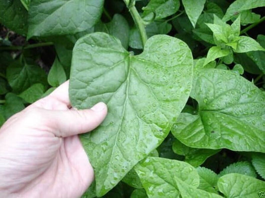 15 Hablitzia tamnoides Seeds, Caucasian Spinach Seeds, Exotic Spinach Seeds,