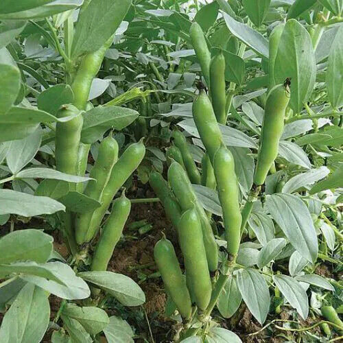 25 Windsor Fava Bean Seeds , (Non-GMO) , Heirloom  Vegetable Seeds