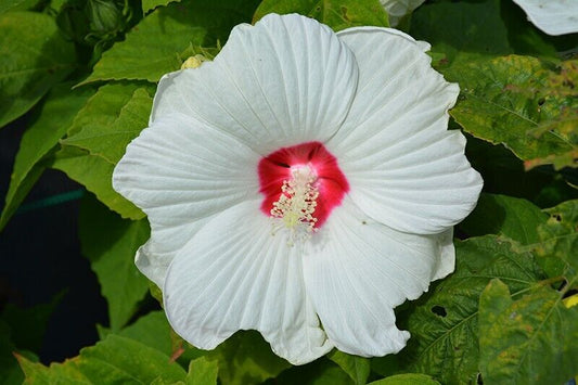 10 Hibiscus moscheutos Seeds, Hardy hibiscus Seeds, Swamp rose mallow White
