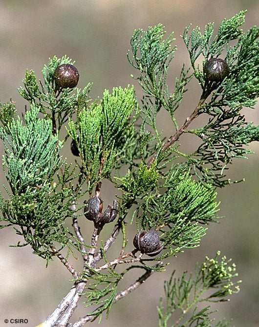 Callitris robusta Seeds, Cypress-pine Seeds,