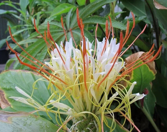 20 Hedychium ellipticum Seeds  ,Rock Butterfly Lily, Shaving Brush Ginger Seeds,