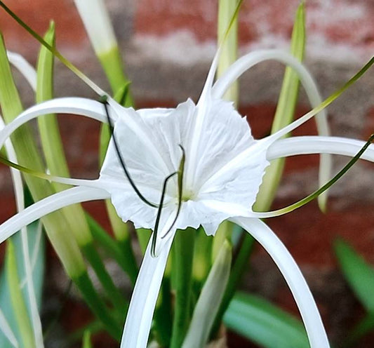 5  Spider Lily Bulbs, Hymenocallis littoralis Bulbs, White Flower Spider  Lily, With  Phytosanitary certificate - Seedsforgarden (Since 1999).We Ship Seeds & Live Plants Worldwide 