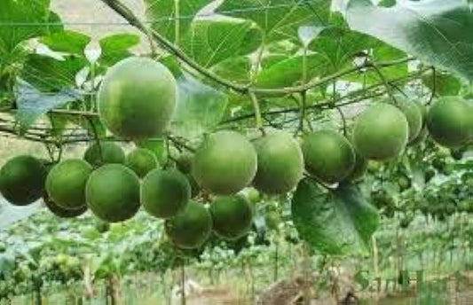 5 Momordica grosvenorii Seeds, Monk fruit, luohan guo Seeds,