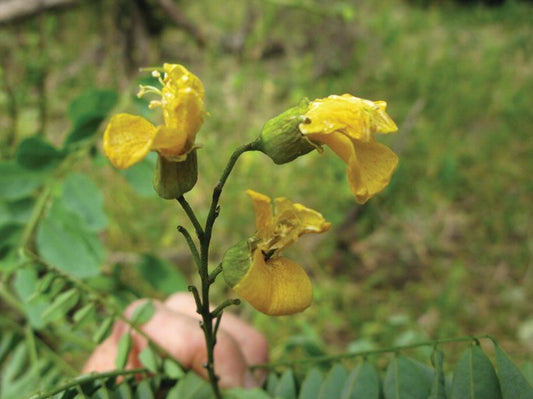 100 Caesalpinia volkensii Seeds, Yellow Flower Caesalpinia ,