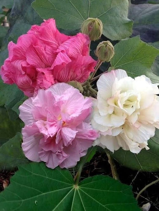 5 Live Hibiscus mutabilis Plants ,Confederate Rose Plants , Colour Changing Rose Plants ,