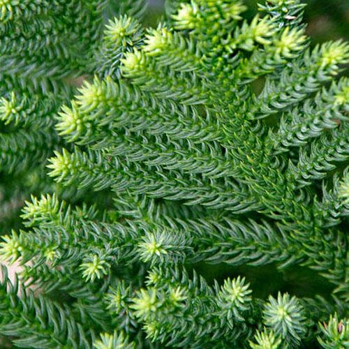50 Araucaria cunninghamii Seeds,  Hoop pine. Queensland pine,