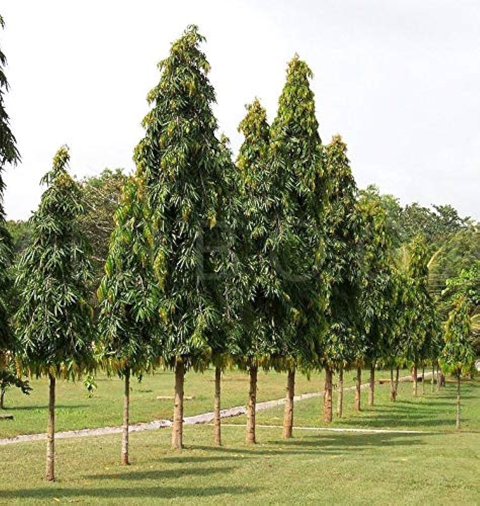5 Live Ashoka Tree Plants ,Polyalthia longifolia Plants, With Phytosanitary certificate