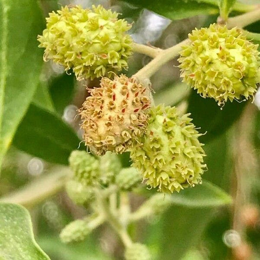 Conocorpus lancifolius Seeds, Lanceleaf Buttonwood  Seeds