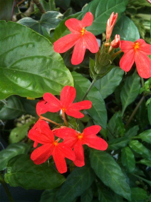 5 Crossandra Nile Queen Plants,  Red  Firecracker Plant , With Phytosanitary certificate