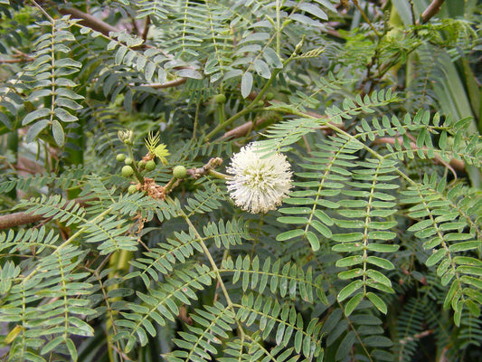 Leucaena diversifolia Seeds, Lead  Tree Seeds