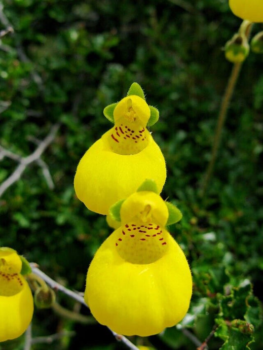 25 Calceolaria pinnata Seeds,Lady's purse, slipper flower and pocketbook flower,