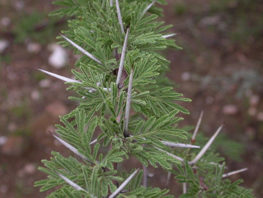 100 Acacia reficiens Seeds, False umbrella thorn,Vachellia reficiens