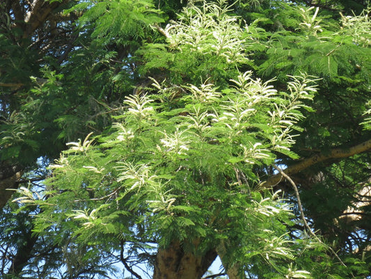 100 Acacia polyacantha Seeds, White catechu, White cutch