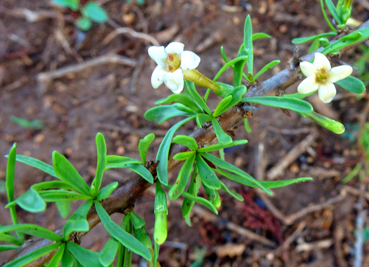 Arabian boxthorn Seeds,  Lycium shawii Seeds, Desert thorn Seeds