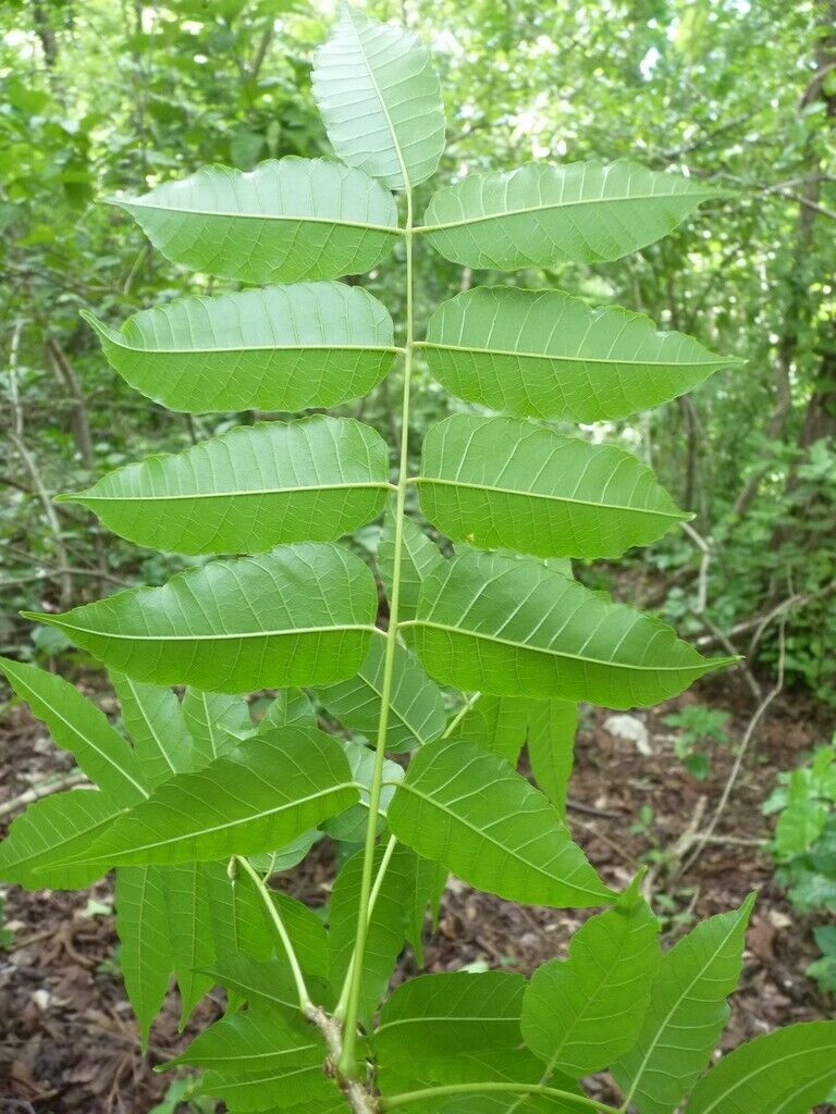 25 Astronium graveolens Seeds , Zebra wood Tree Seeds