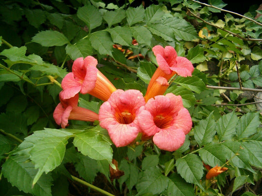 50 Campsis radicans Seeds, Trumpet vine Seeds , Orange trumpet vine,