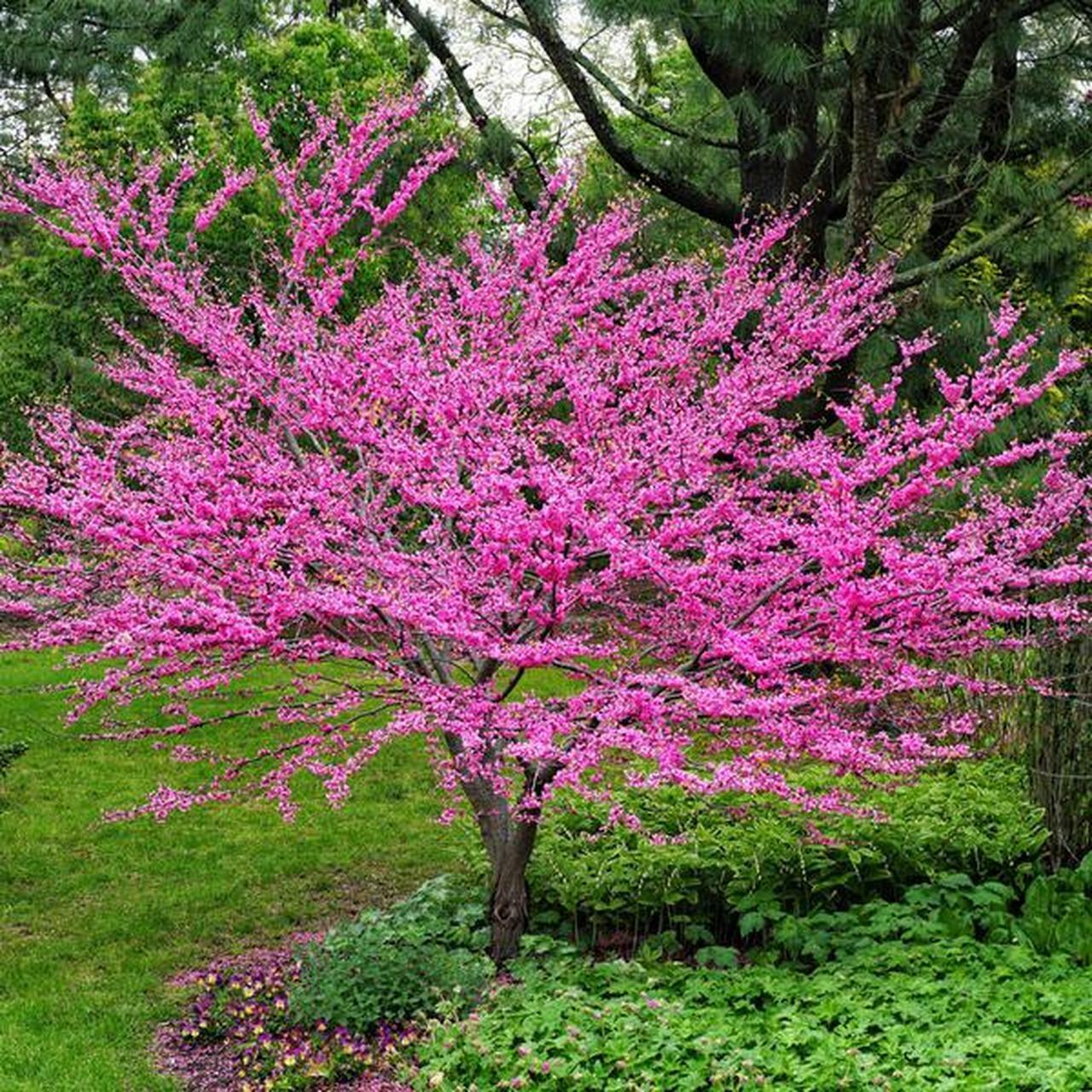 50 Cercis chinensis Seeds ,The Chinese Redbud Seeds, Redbud Seeds