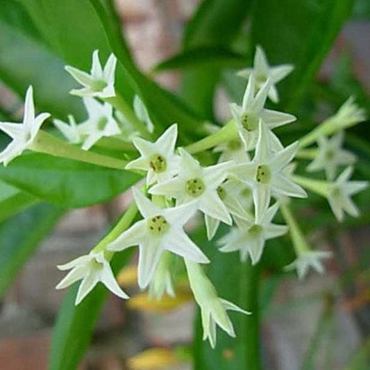 5 Cestrum nocturnum Plants, Night Blooming Jasmine Plants, Raat Ki Rani, With Phytosanitary certificates & Shipping Worldwide