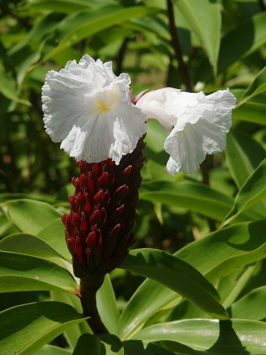 10 Costus Speciosus Plants ,Cheilocostus Speciosus plants ,Spiral Ginger Plants, Phytosanitary certificate