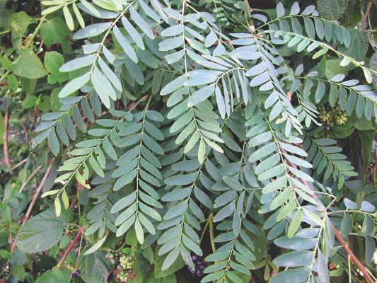 25 Chloroxylon swietenia Seeds, Ceylon Satinwood Seeds ,