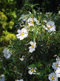 100 Cistus ladanifer Seeds, Gum rockrose Seeds,