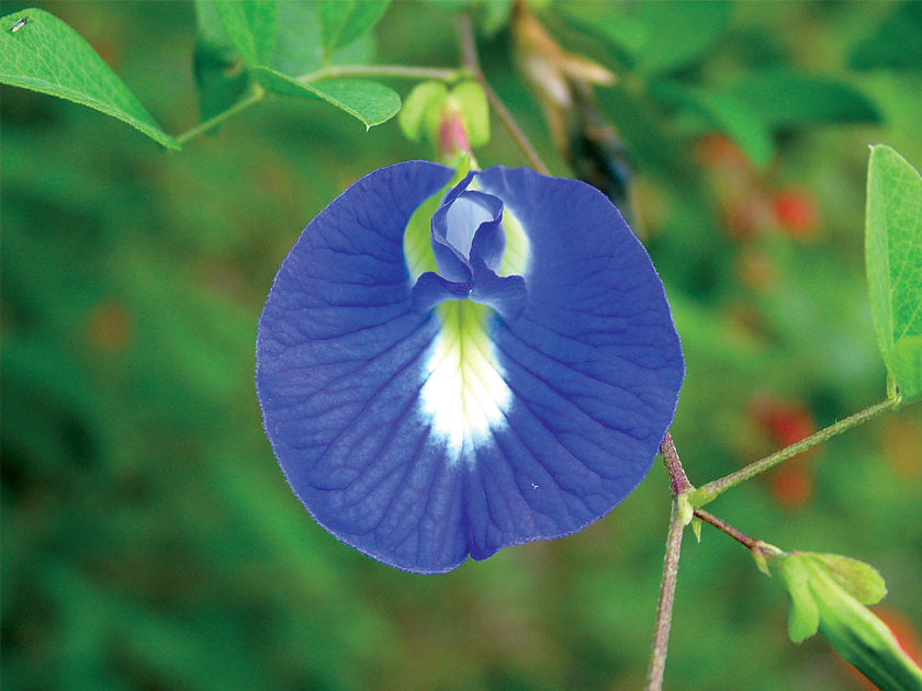 5 Clitoria ternatea Blue Plants,, Butterfly pea Plants , Blue pea Plants, With Phytosanitary certificate