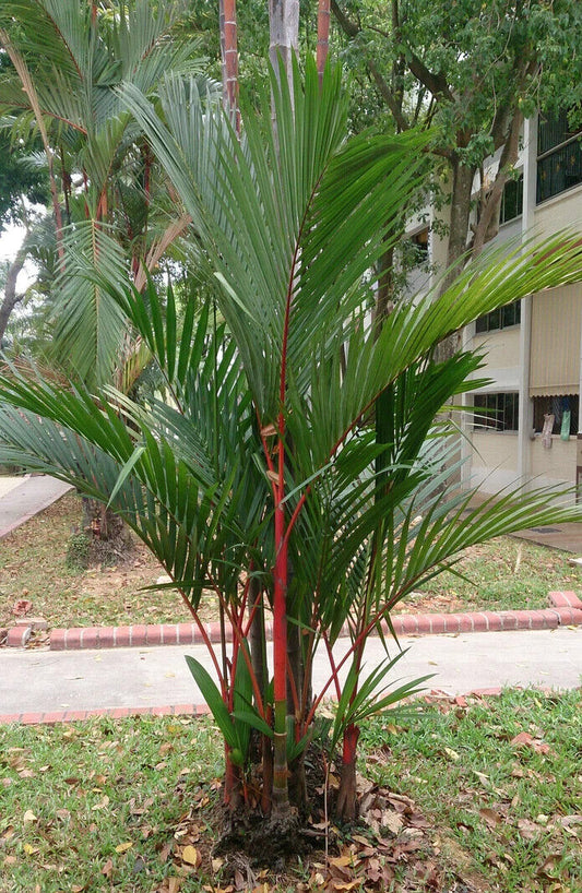 25 Cyrtostachys renda Seeds, Red sealing wax palm , lipstick palm Seeds