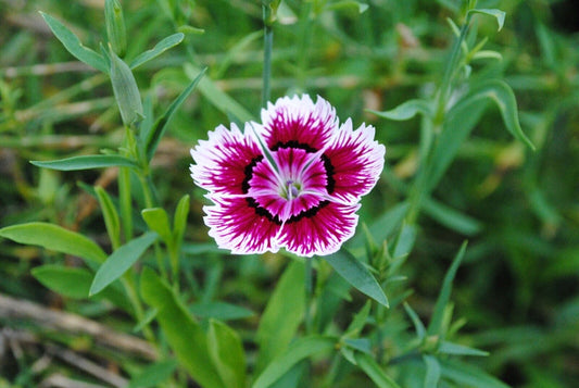 25 Dianthus chinensis Seeds, Rainbow pink Seeds, China pink Seeds