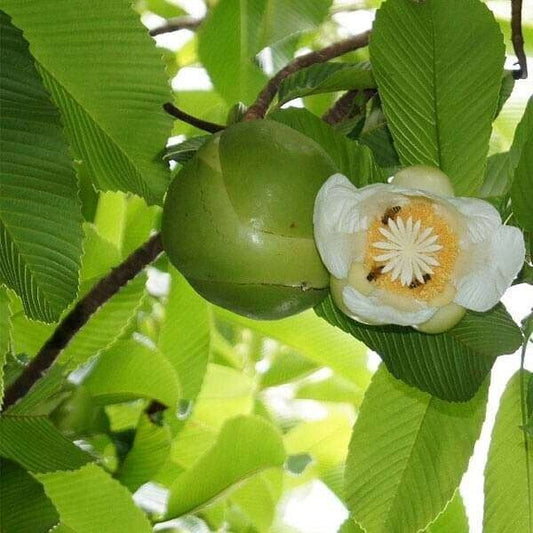 25 Dillenia indica Seeds ,Elephant Apple Seeds, Indian catmon Tree Seeds,