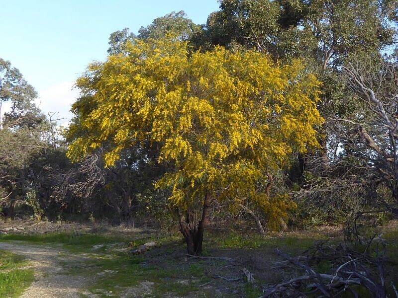 25 Acacia saligna Seeds, Golden Wreath wattle Seeds, Exotic Acacia Seeds