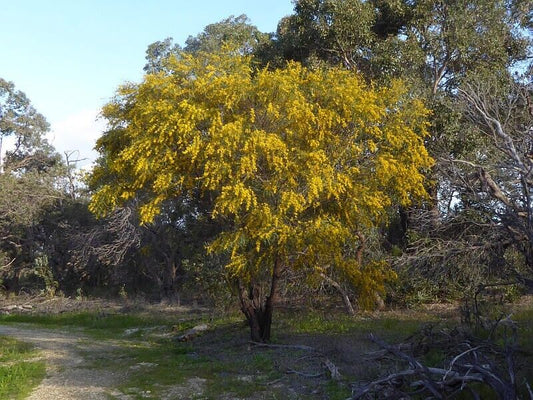 25 Acacia saligna Seeds, Golden Wreath wattle Seeds, Exotic Acacia Seeds