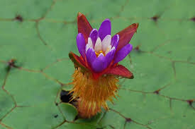 15 Euryale ferox Seeds, Prickly waterlily, Gorgon plant, Makhana Seeds