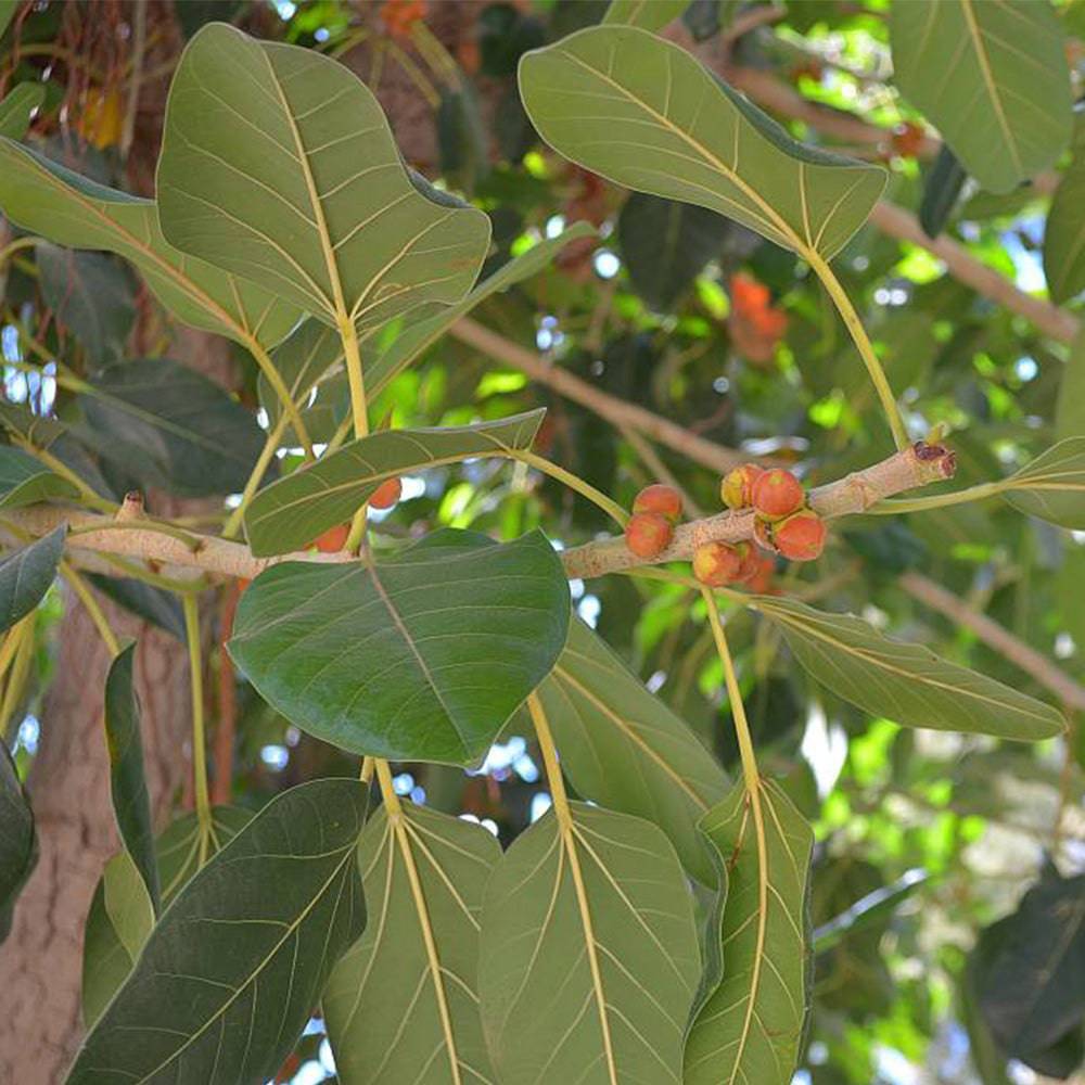 Beng Tree 5 Ficus benghalensis Plants , Indian Banyan tree. Banyan Tree Plants ...