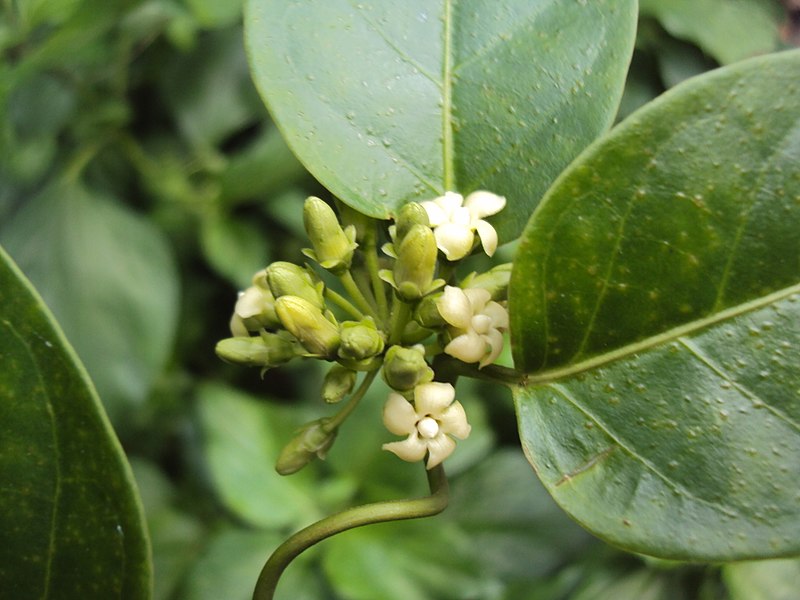 50 Gymnema tingens Seeds,  Gymnema Inodorum, Gymnema Seeds