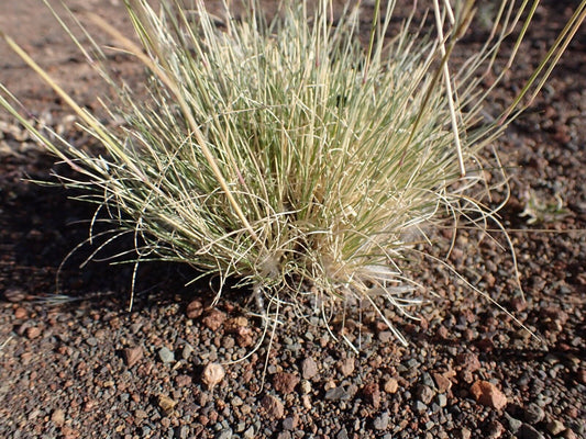 20 Stipagrostis drarii Seeds,  Desert Dry shrub Seeds, Exotic Shrub Seeds,