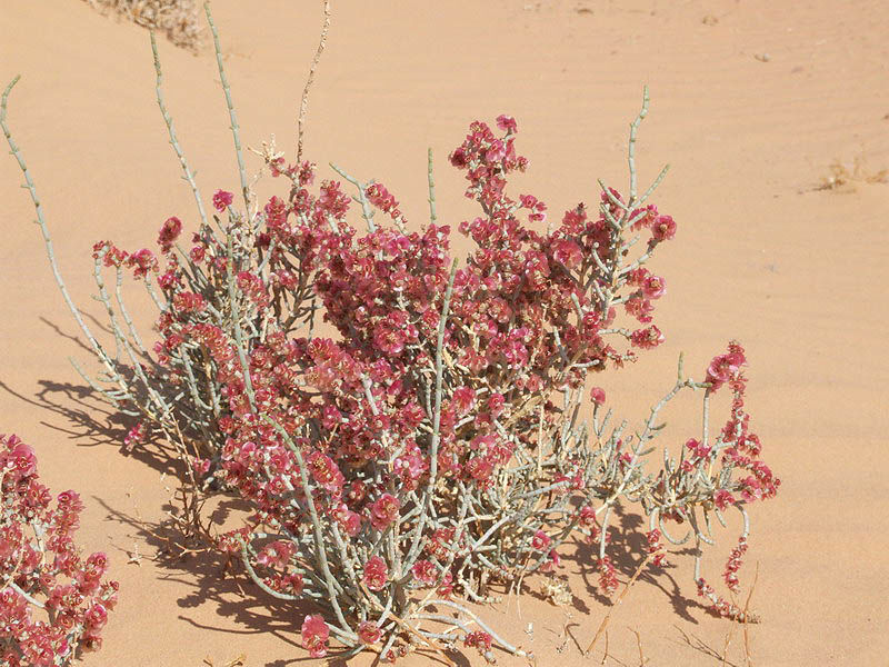 Haloxylon salicornicum Seeds, Rimth Salt bush Seeds